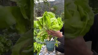 Italian Lettuce planting tips lettuce rurallife garden gardeningtips plantingtips vegetables [upl. by Certie]