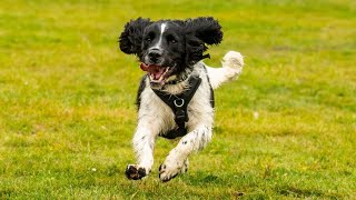 Cocker Spaniels vs Yorkshire Terriers Comparing Size and Temperament [upl. by Ahar]