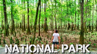 Inside Americas INFAMOUS Congaree Forest  National Park [upl. by Arahs]