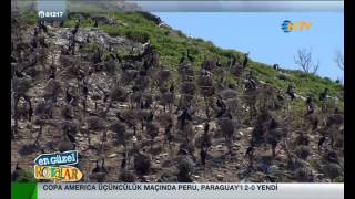 NTV  EN GÜZEL ROTALAR  ORDU 04 07 2015 [upl. by Yvan]