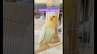 Cocktails song and singing cocktail cocktailssinging shorts shortvideo cocktailtalking birds [upl. by Viviana]