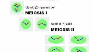 Meiosis  Cell Division [upl. by Hcone]