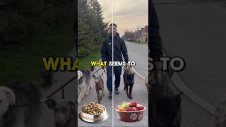 Kibble Vs Raw dog dogtraining doglover dogtrainer pets dogs [upl. by Ahsekat]