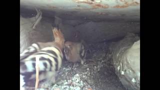 Hoopoe bird شانه به سر [upl. by Aneg]