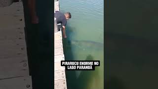 Pirarucu gigante visto recentemente no Lago Paranoá em Brasília  DF pescaria pesca lagoparanoa [upl. by Laehpar]