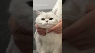 White cat gets Rubs and Squishies from the owner [upl. by Gabe]