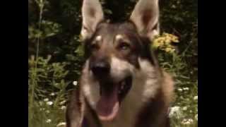 The Littlest Hobo Season 5 Episode 12 Dragonslayer [upl. by Imer]