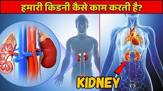 हमारी किडनी कैसे काम करती है । How Do Your Kidneys Work । Kidney Working In Human Body । Human Fact [upl. by Atalayah647]