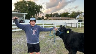 Steer Show 2024 Manatee County Fair Weigh in [upl. by Chuu696]