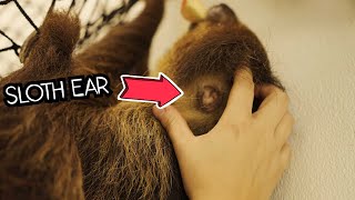 This is a sloths ear [upl. by Latnahs]