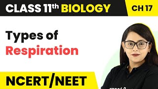 Class 11 Biology Chapter 17  Types of Respiration  Breathing and Exchange of Gases [upl. by Suzanna]