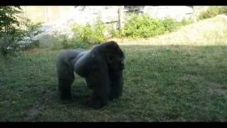 Silverback gorilla scares people at the zoo [upl. by Mychael793]