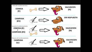 CONDICIONAMIENTO CLÁSICO O PAVLOVIANO [upl. by Leiahtan]