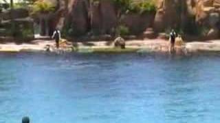 Sea World Dolphin Show Part 1 [upl. by Airahs]