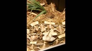 Gaboon Viper hissing [upl. by Elleinnad]