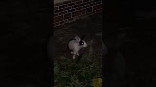 Feeding rabbit 🐇 with potatoes leaves 🍁 [upl. by Steffy]