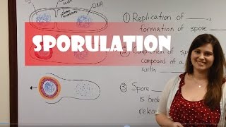 Endospore Formation Sporulation [upl. by Merrel]