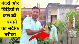 बंदरों और चिड़ियों से फल को बचाने का सटीक तरीका  How To protect mango fruits in Pot [upl. by Krystalle]