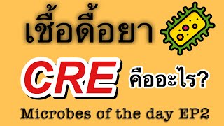 เชื้อดื้อยา CRE Microbs of the day EP2 [upl. by Akenaj]