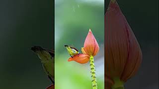 Bird Photography in Rain  Techniques amp Tips [upl. by Suoicerp]