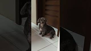 Snobbish dog yarn shortvideo shortsfeed shortsviral trendingshorts dogs dogshorts [upl. by Rosamund]