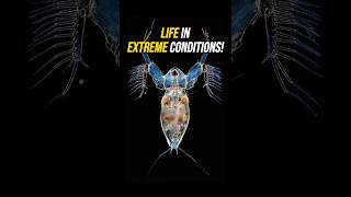 Extremophiles The Toughest Organisms on Earth [upl. by Etteraj]