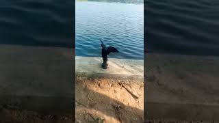 Water crow neer kakka nature [upl. by Alih874]