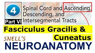 Chp4F Fasciculus Gracilis amp Cuneatus  Ascending Tracts  Snell Neuroanatomy Chp4 PartF [upl. by Trammel333]