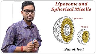 Liposome and Spherical Micelle  Cell Biology [upl. by Hittel461]