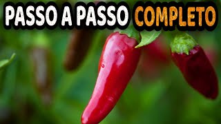 Tudo sobre Pimenta  Como Plantar e Cultivar Pimentas com Sucesso [upl. by Dlawso49]