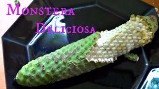 Monstera Deliciosa Review  Weird Fruit Explorer  Ep 108 [upl. by Anicnarf752]