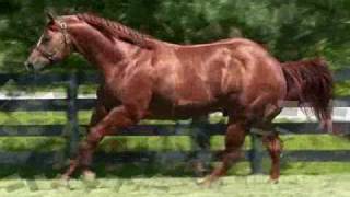 CARIBBEAN KID  AQHA Halter Stallion  hypp NN [upl. by Dickson959]