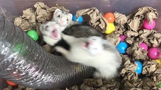 Adorable Baby Ferrets Playing [upl. by Enohpesrep131]