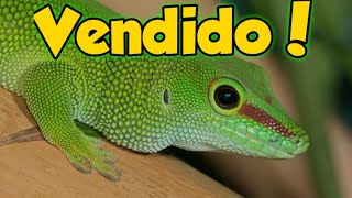 Vendi meus Phelsuma madagascariensis grandis  Day Gecko [upl. by Oswell]