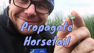 Horsetail Reed  How to Propagate Equisetum  Pond Plants [upl. by Ivzt249]