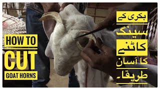 How to Cut Goat Horns Easily  Goat Dehorning Nagra Farm [upl. by Malti]