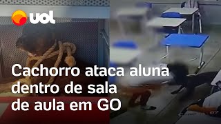 Cachorro ataca aluna de 12 anos dentro de sala de aula em GO vídeo mostra momento [upl. by Schram564]