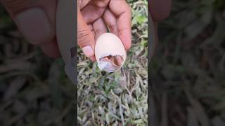 Chick was near to die  I break shell instantly shorts shortsvideo [upl. by Rexanne]