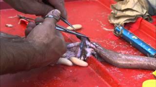 Hagfish Dissection [upl. by Nolahc]