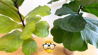 Yellow Leaves How I Saved My FiddleLeaf Fig [upl. by Simson]