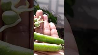 Growing Green peas  shorts shortvideo youtubeshorts trending trendingshorts [upl. by Skardol]