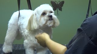 How to Groom a Shih Tzu Puppy Cut  DoItYourself Dog Grooming [upl. by Rozina575]