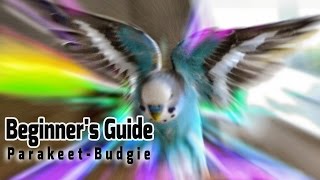 How to take Care of a Parakeet  Budgie Beginners Guide to Pet Birds [upl. by Ddot]