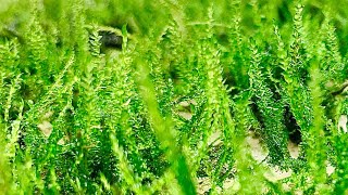 How to Propagate Java Moss Improved Experiment 1 Month [upl. by Cramer989]