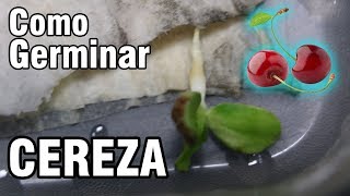 Como Germinar semillas de CEREZA  México Verde [upl. by Bogey359]