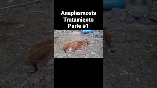 Anaplasmosis Tratamiento Parte 1 [upl. by Hughett432]