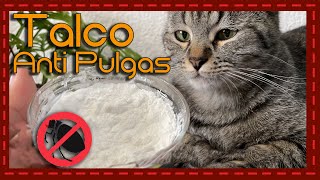 Adiós a las pulgas Talco para baño en seco casero y económico para gatos [upl. by Eetnwahs961]