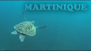 Martinique  Tortues de lanse dArlet [upl. by Assenev]