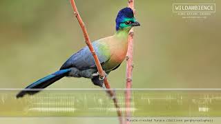 Purplecrested Turaco Call amp Sounds [upl. by Akin]