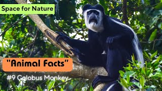 Colobus Monkey  Animal Facts Series  Episode 9 [upl. by Shirley]